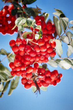 Olgun kırmızı ashberry