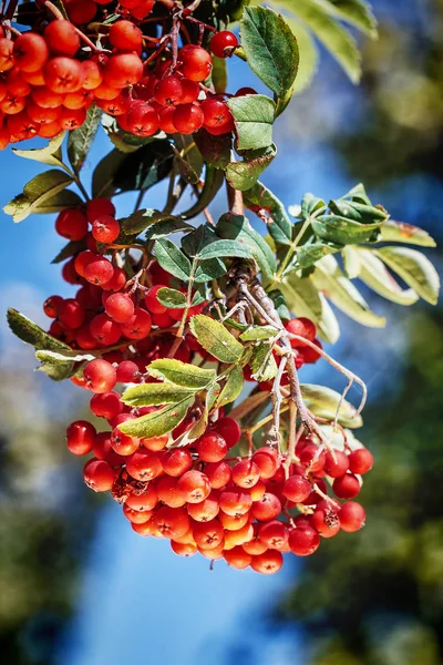 Ashberry vermelho maduro — Fotografia de Stock