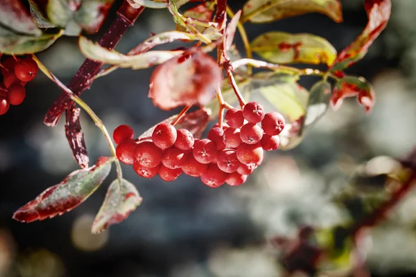 Ashberry vermelho maduro — Fotografia de Stock