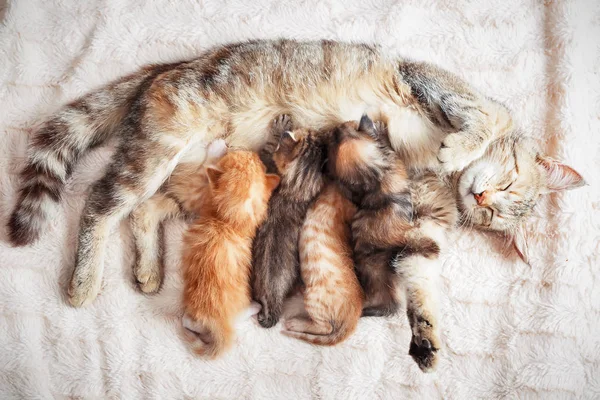 Mother cat nursing baby kittens — Stock Photo, Image
