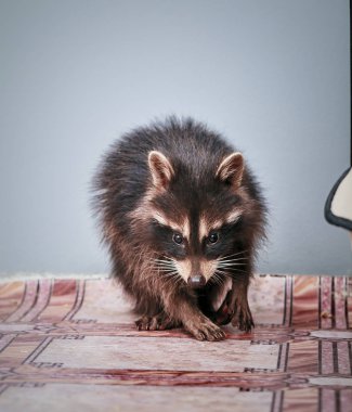küçük oynak racoon portresi