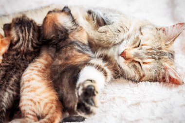 Anne kedi bebek yavru kedi Hemşirelik