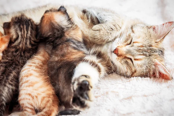 Moeder kat verzorging baby kittens — Stockfoto