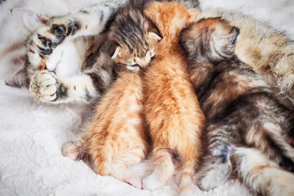 Anne kedi bebek yavru kedi Hemşirelik — Stok fotoğraf