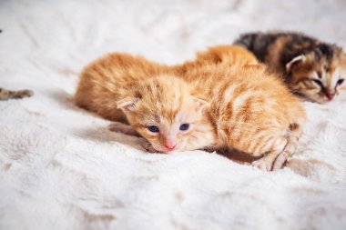 küçük şirin kedi yavrusu