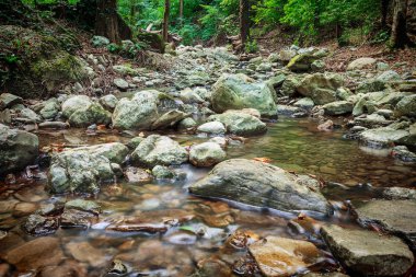 Dağ nehri yeşil ormandan akıyor.