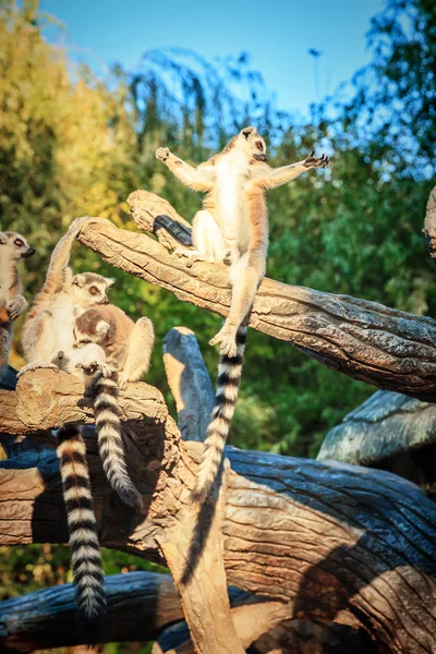 Lémurien à queue cerclée Lemur Catta dans le safari-parc — Photo