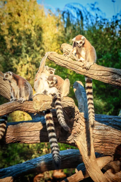 サファリ公園でワオキツネザル, キツネザル Lemur Catta — ストック写真