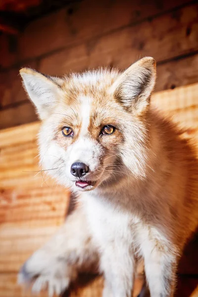 Portret van golden fox — Stockfoto