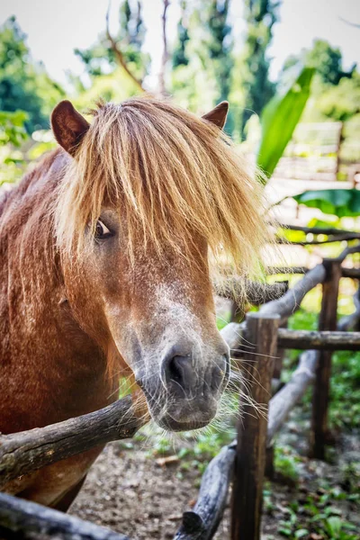 Cavalo em miniatura Falabella no zoológico — Fotografia de Stock