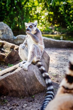 Ring-Tailed Lemur Lemur Catta safari Park