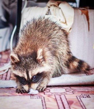 küçük oynak racoon portresi