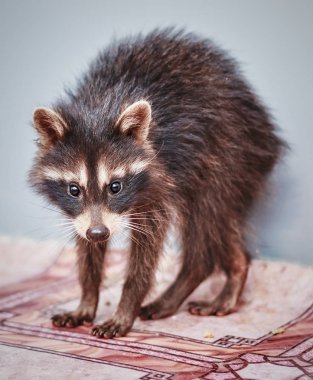 küçük oynak racoon portresi