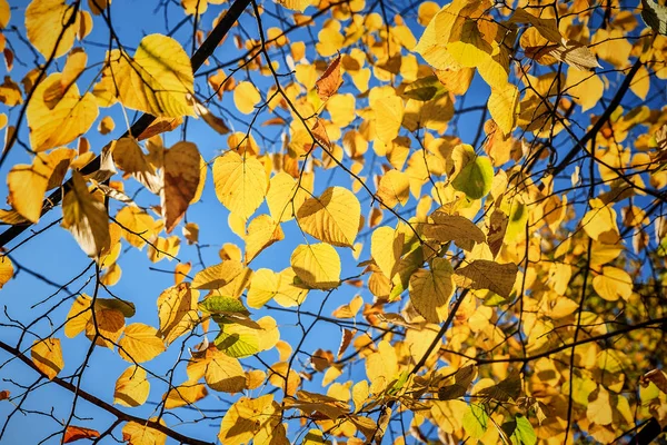 Podzim, podzim, zanechává pozadí. Stromovou větev s podzimními listy — Stock fotografie