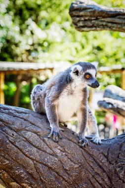 Ring-Tailed Lemur Lemur Catta safari Park