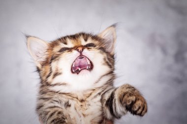 Küçük tabby yavru kedi portre kadar kapatın