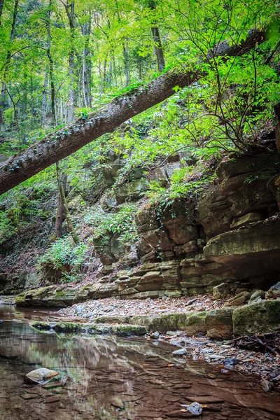 Río de montaña que fluye a través del bosque verde — Foto de Stock