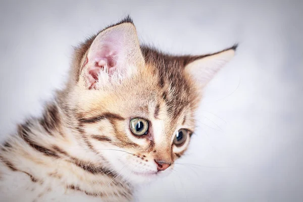 Nahaufnahme Porträt eines kleinen gestromten Kätzchens — Stockfoto