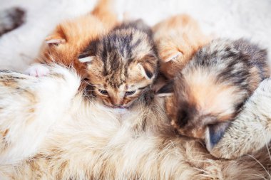 Anne kedi bebek yavru kedi Hemşirelik