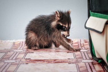 küçük oynak racoon portresi