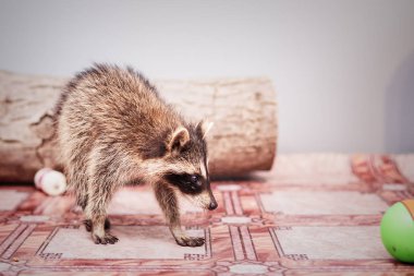 küçük oynak racoon portresi