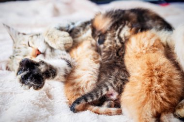 Anne kedi bebek yavru kedi Hemşirelik