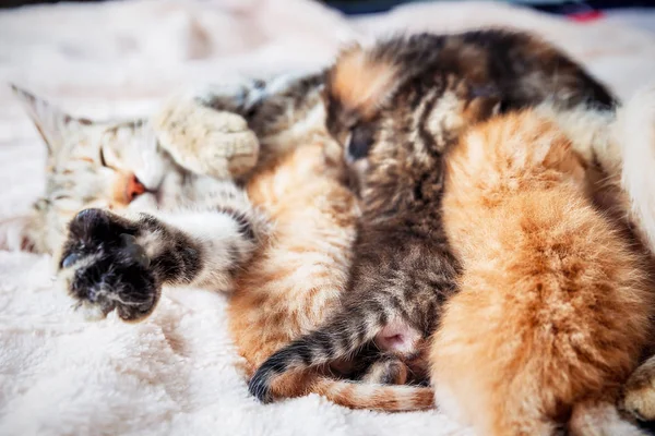 Anne kedi bebek yavru kedi Hemşirelik — Stok fotoğraf