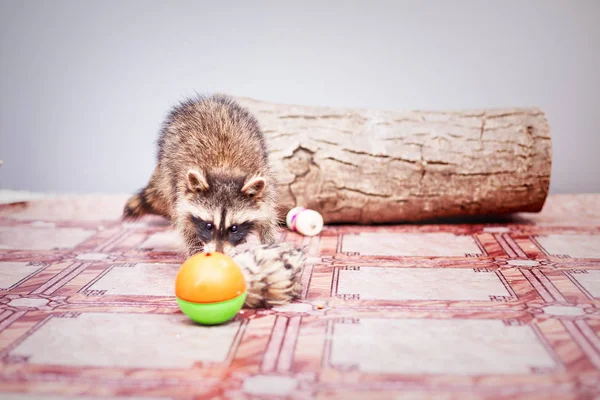 Küçük oynak racoon portresi — Stok fotoğraf