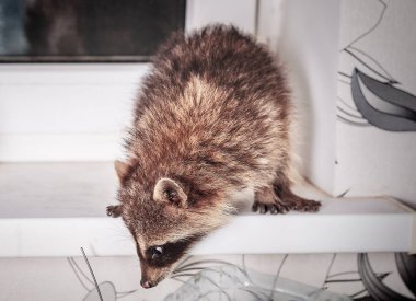 küçük oynak racoon portresi