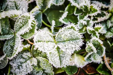 taze Yonca filizi buzla kaplı