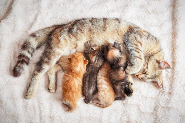 猫妈妈护理小猫 — 图库照片