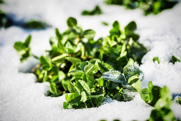 Färsk klöver groddar under snön — Stockfoto