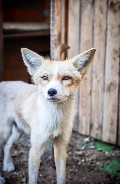 Krajowych golden fox — Zdjęcie stockowe