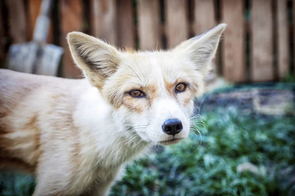 Εγχώρια golden fox — Φωτογραφία Αρχείου