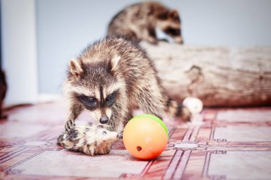 küçük oynak racoon portresi
