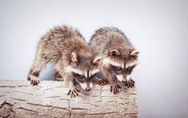 portrait of two little playful racoon clipart