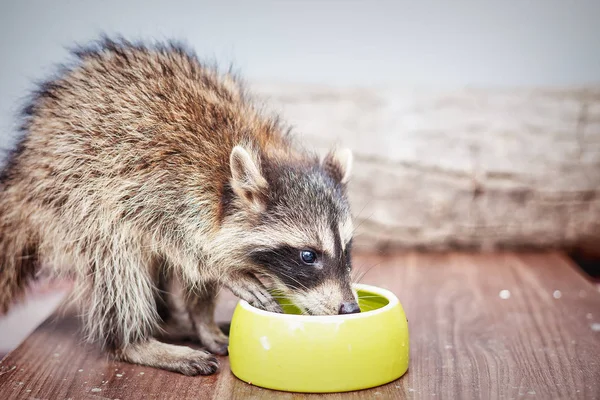 Küçük oynak racoon içme suyu portresi — Stok fotoğraf