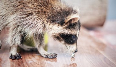 küçük oynak racoon portresi
