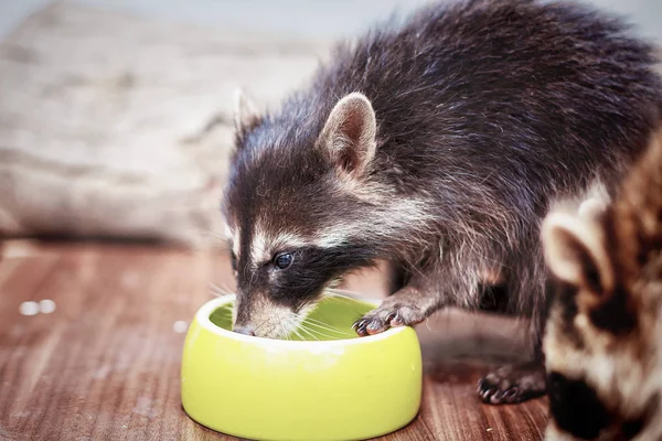 Portrait de petit raton laveur ludique eau potable — Photo