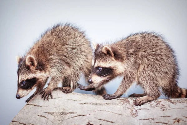 Retrato de dos pequeños mapaches juguetones Imagen De Stock