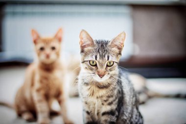 Bir kedinin portresi