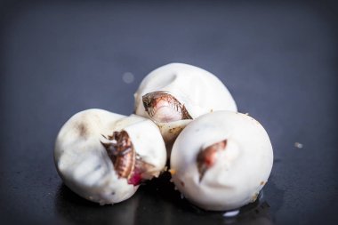 Kuluçkalık kum kertenkele