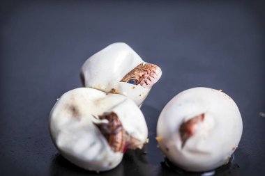 Kuluçkalık kum kertenkele