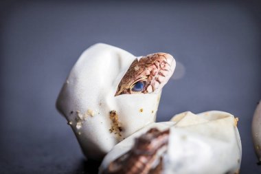 Kuluçkalık kum kertenkele