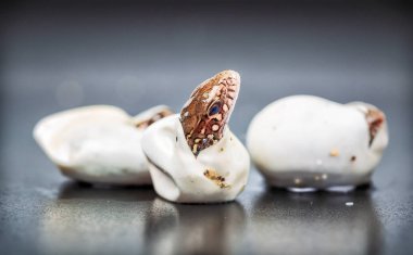 Kuluçkalık kum kertenkele