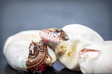 Kuluçkalık kum kertenkele