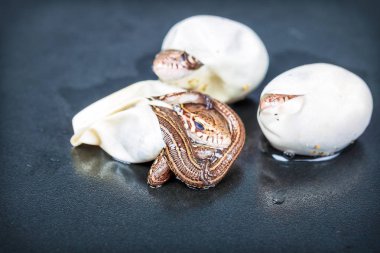 Kuluçkalık kum kertenkele