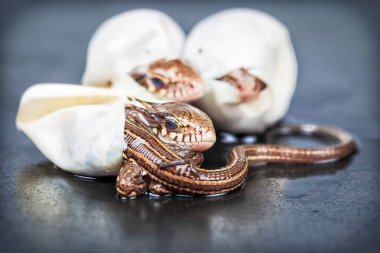 Kuluçkalık kum kertenkele