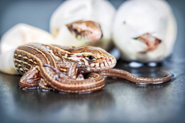 Kuluçkalık kum kertenkele