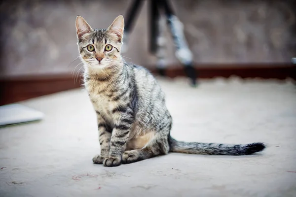 Retrato de un gato —  Fotos de Stock